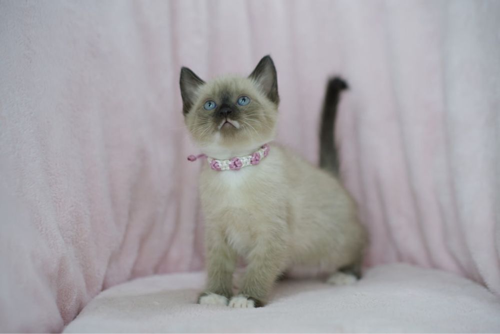 Сиамские котята мальчики