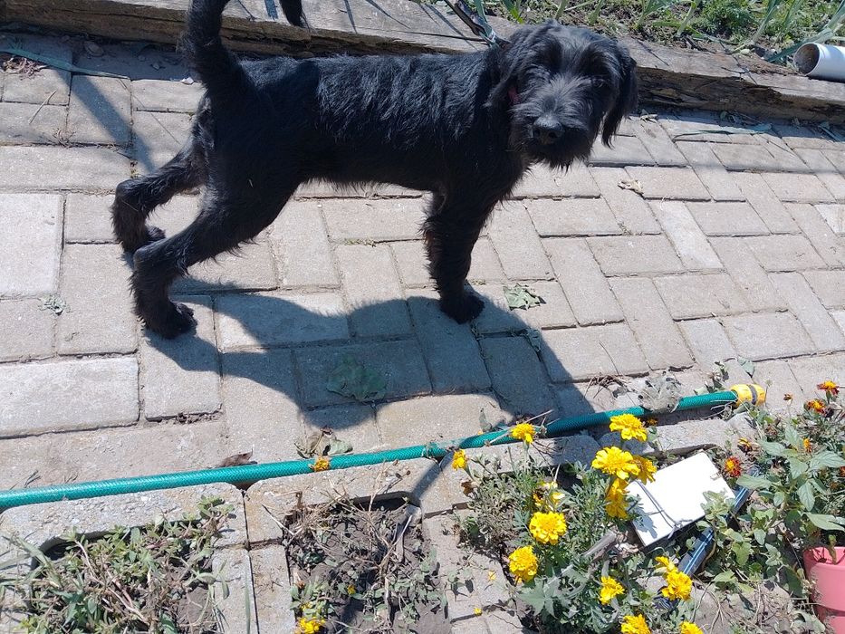 Schnauzer standard mittelschnauzer Negru pedigree tip A