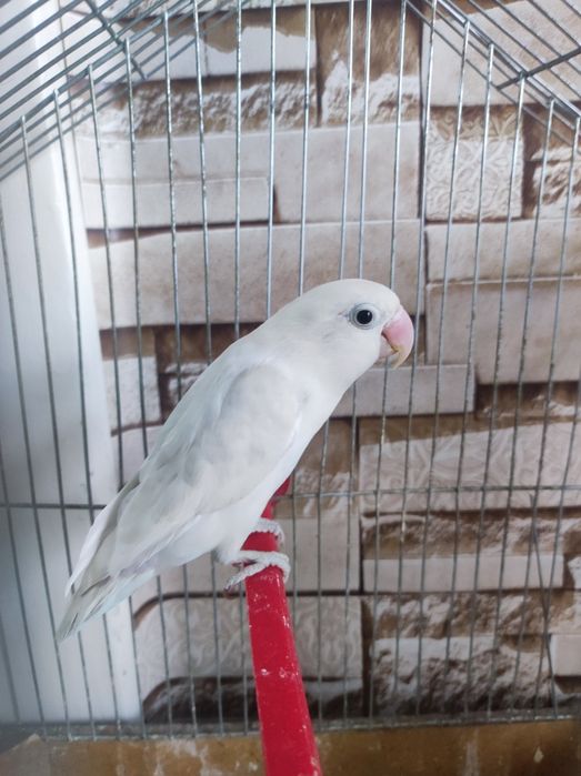 Nerazluchka tayyor nar sotiladi