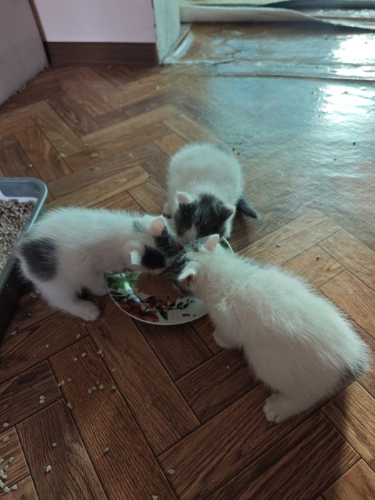 Котята длинношерстные