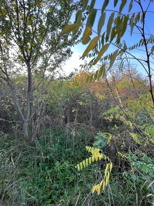 Lucrari de Defrisare,Desfintare livezi,Curatare terenuri,gradini,curti