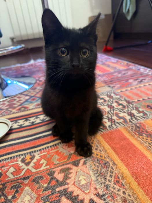 отдам спасенных котят в добрый руки