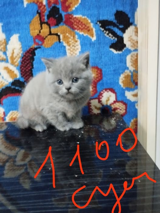 Продаю котят шатланские