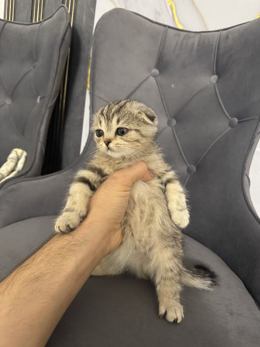 Шотландские котята