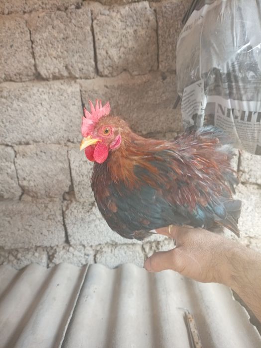 Япон хурози ва товуги.