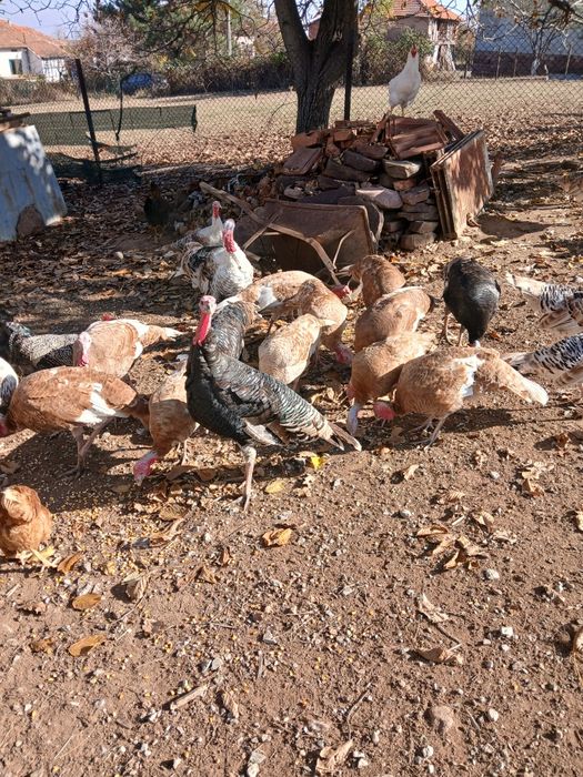 Млади домашни пуйки