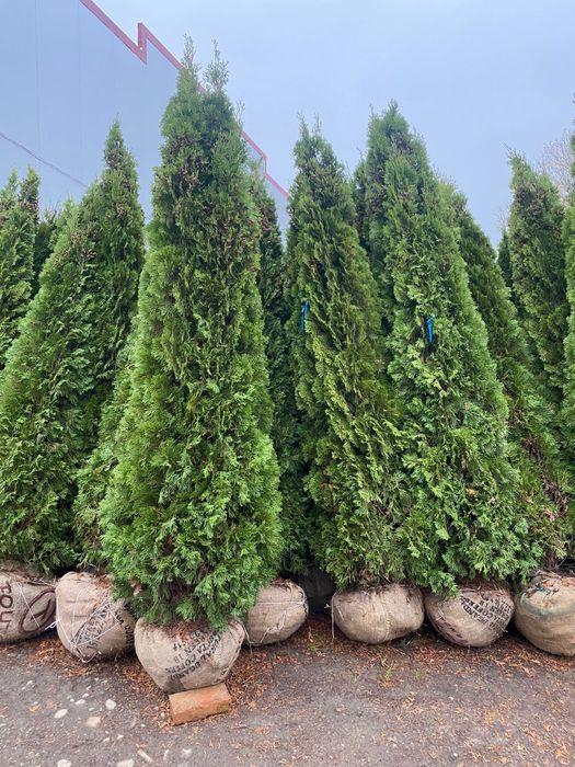 Tuia smarald dimensiuni mari preț accesibil oferim livrare și plantare