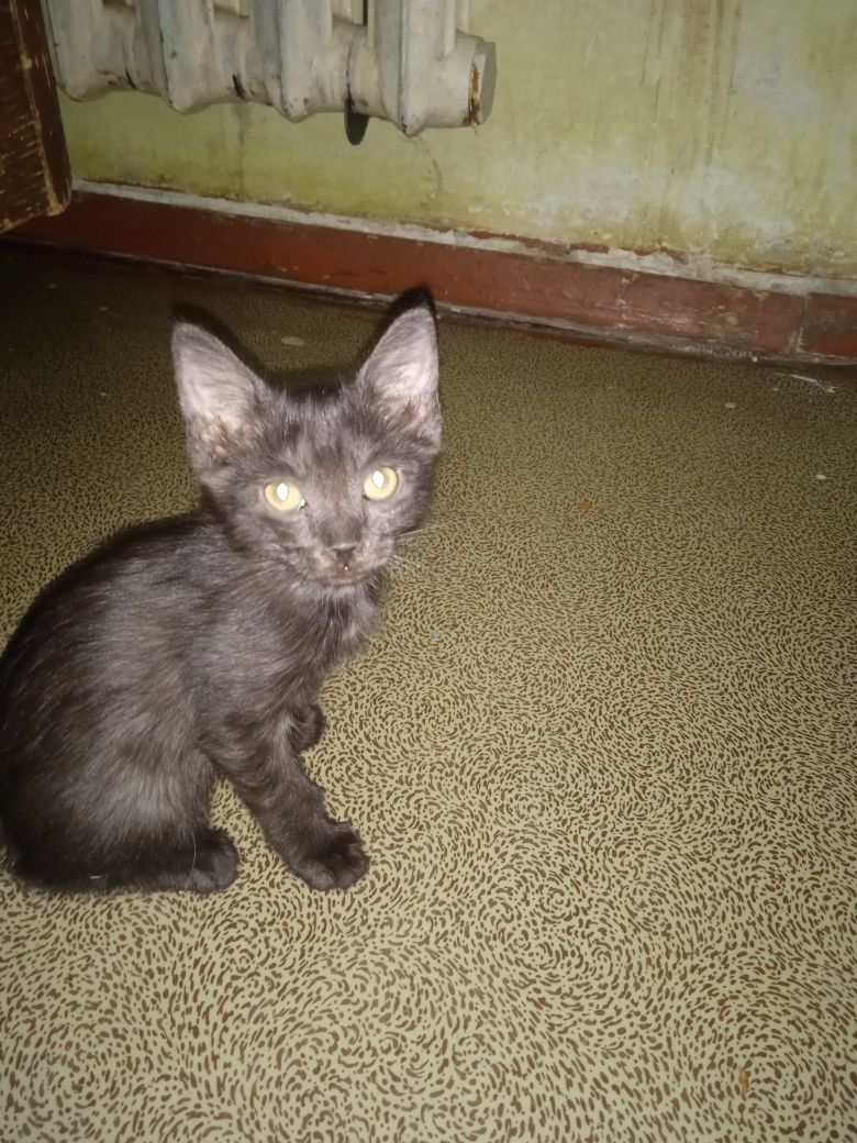 Продаются котята