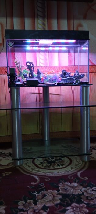 akvarium hamma narsasi bilan 100l