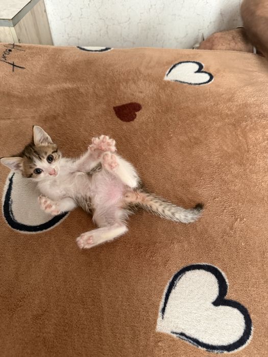 Отдам даром котята и две кошечки