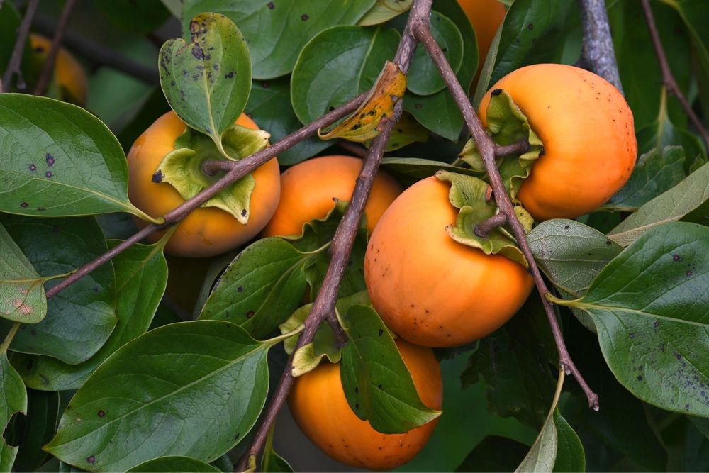 Хурмо хурма свежая шоколад