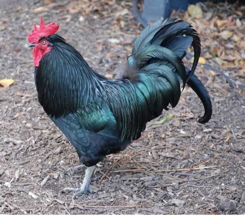 Черный петух ,курица  доставка