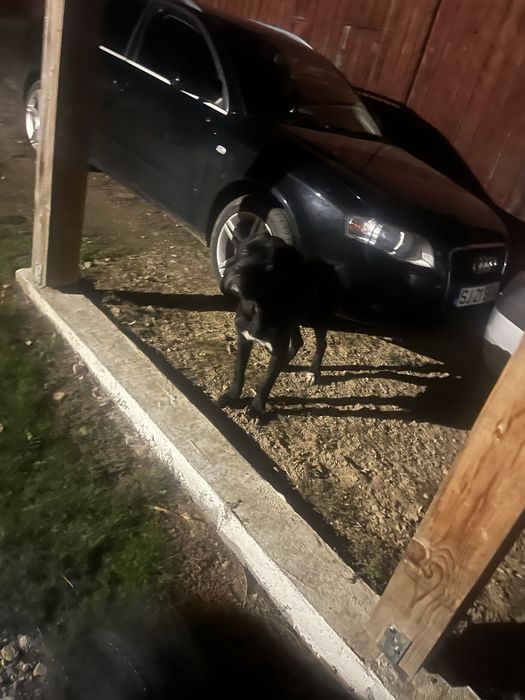 Dau spre adopție caine