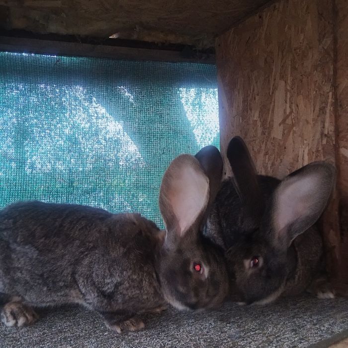 Iepuri Urias Germani