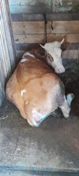 Vand 2 Junci de 11 luni