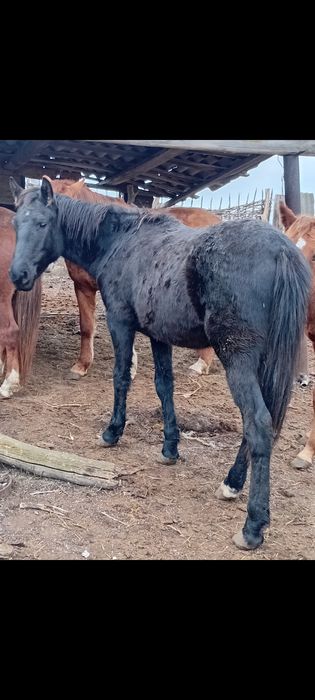 Бие. Тай сатылады