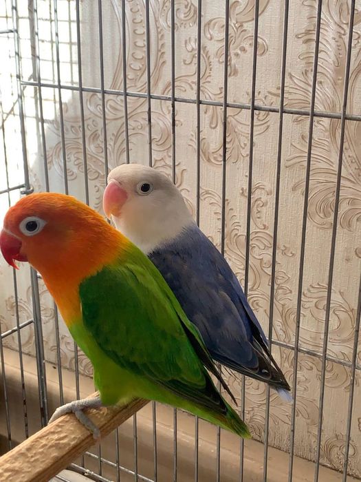 Nerazluchka nerazushka