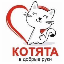 Котята ищут любящую семью ( город Семей)