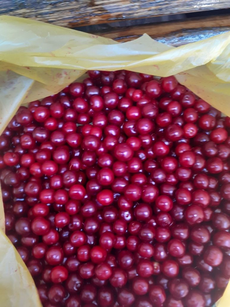 Продам вишню дачную, свежая