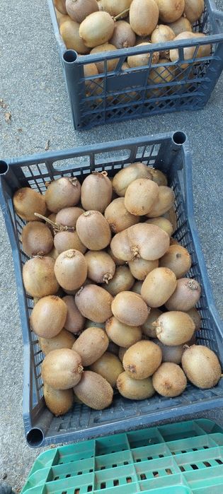 Българско       Киви