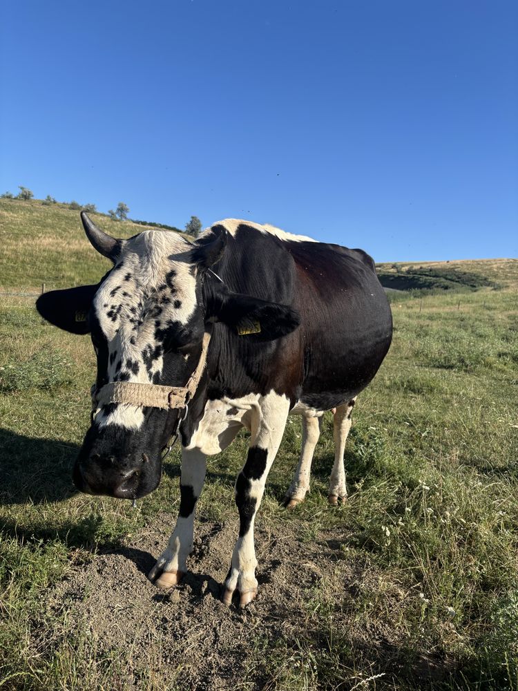 Vand vaca gestanta cu 2 vitei
