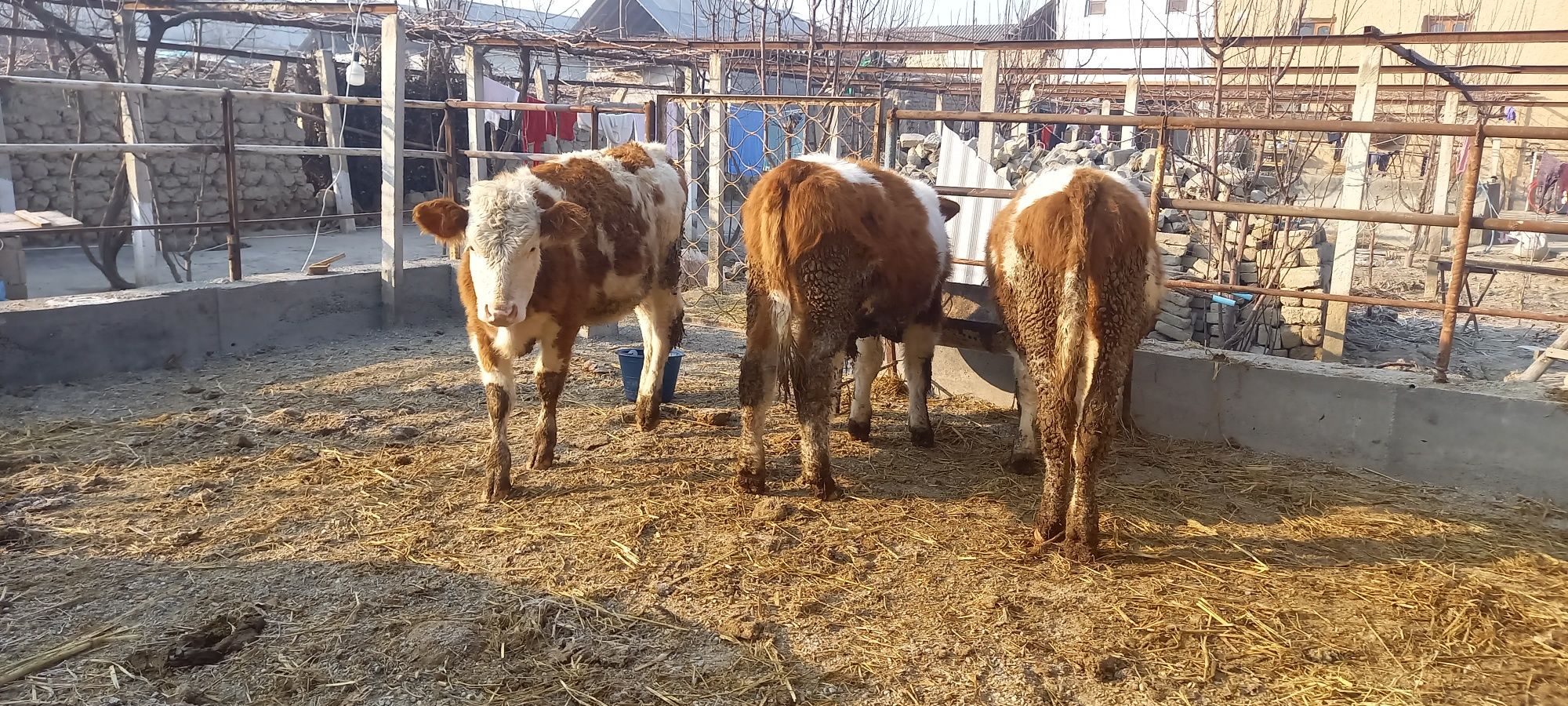 Simmental mollar sotiladi