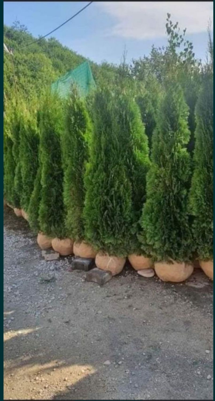 Vand thuja,mesteceni