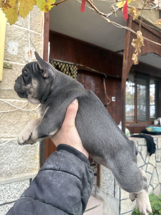 Френски Булдоци сини и блу тен