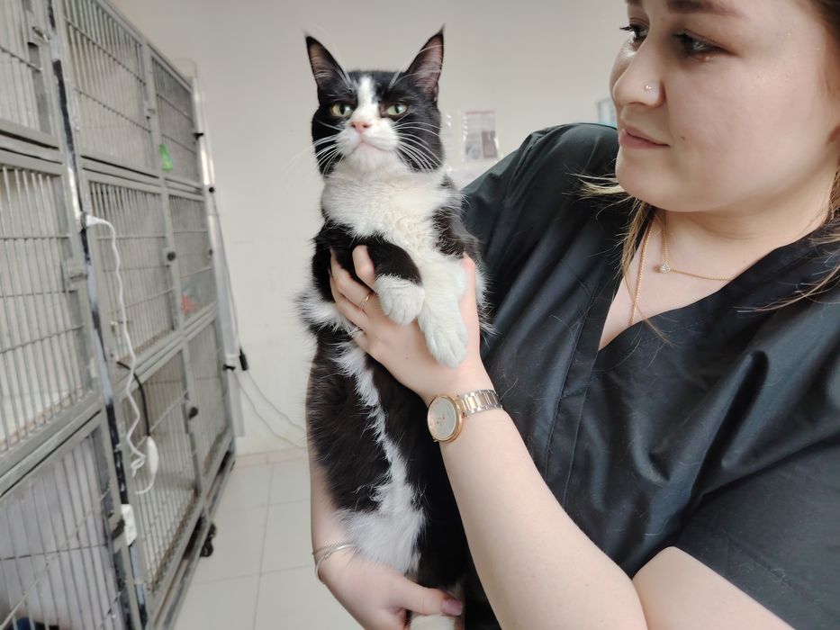 Отдадим котёнка в очень хорошие руки