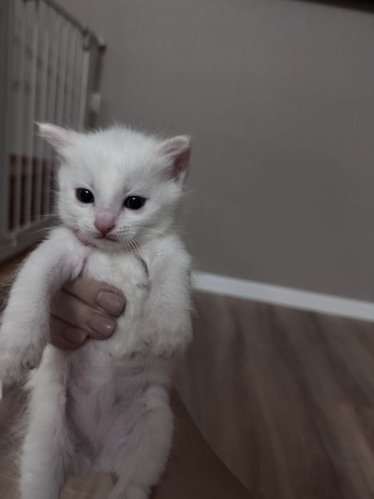 Продам котят турецкой ангоры
