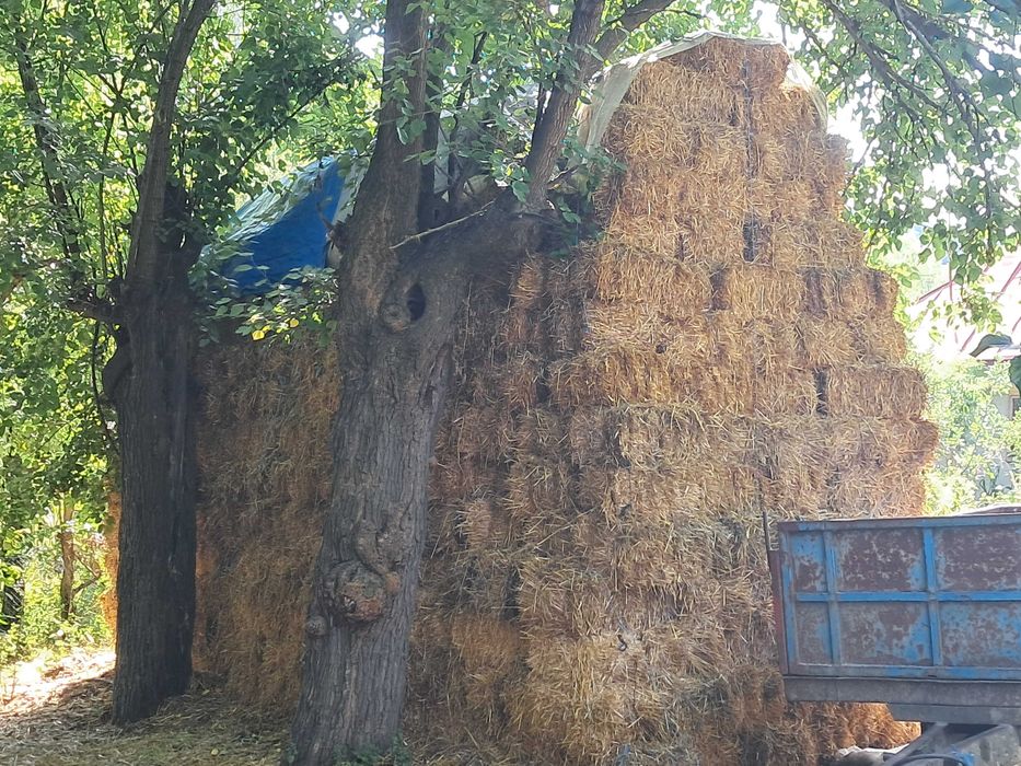 Disponibil baloti paie fân si lucerna