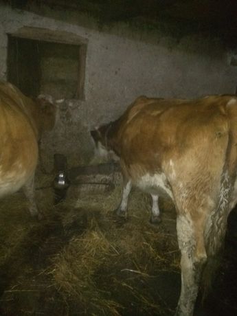 Vând 3 vaci bălțată Romanească