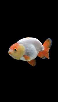 Ранчу Золотая рыбка оранда