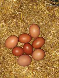 Oua pentru incubat Marans