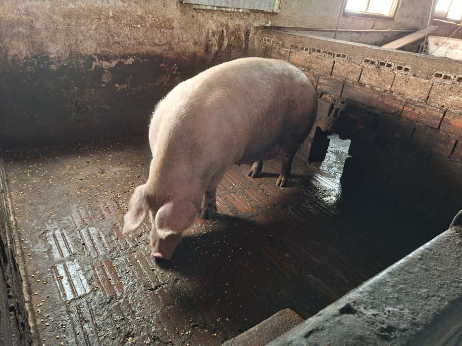 Продавам прасета