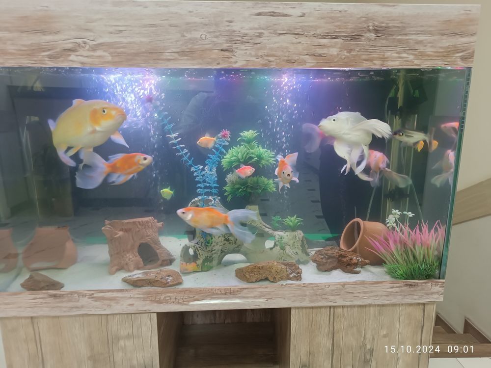 Akvarium tozalash xizmati .Обслуживание и чистка аквариумов