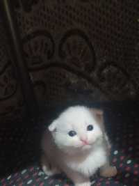 Scottish fold 1.5oylik