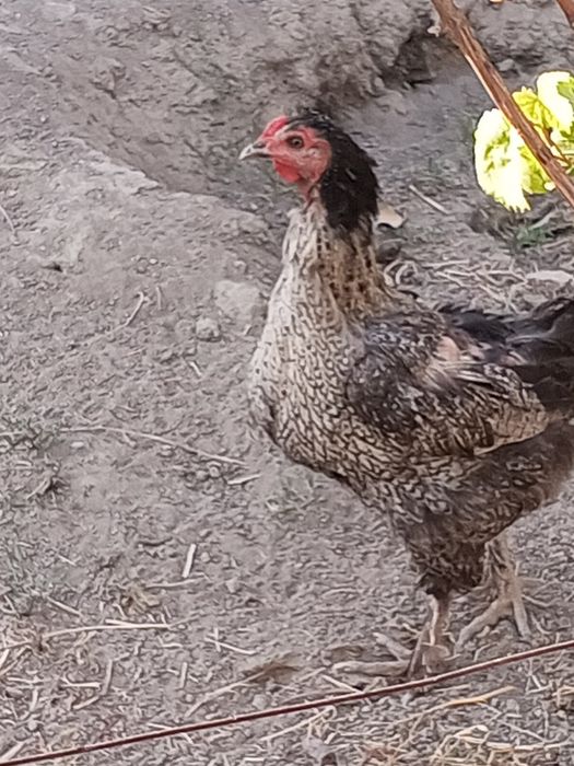 Уй товуклари брама