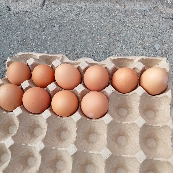 Продам домашние куриные яйца