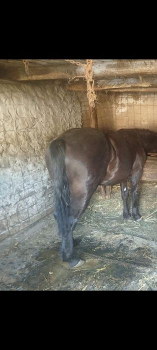 Mânz de un an jumate de  vânzare