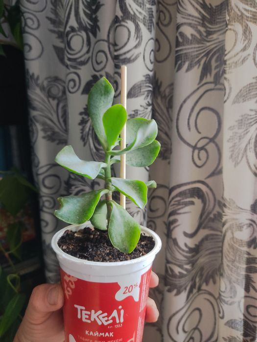 Продам цветы комнатные