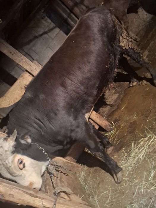 Продам бычка на откорме