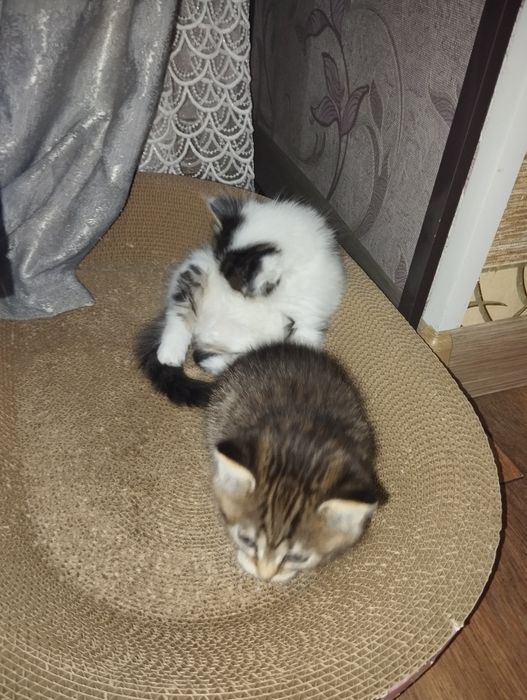 Отдам котят в добрые руки.