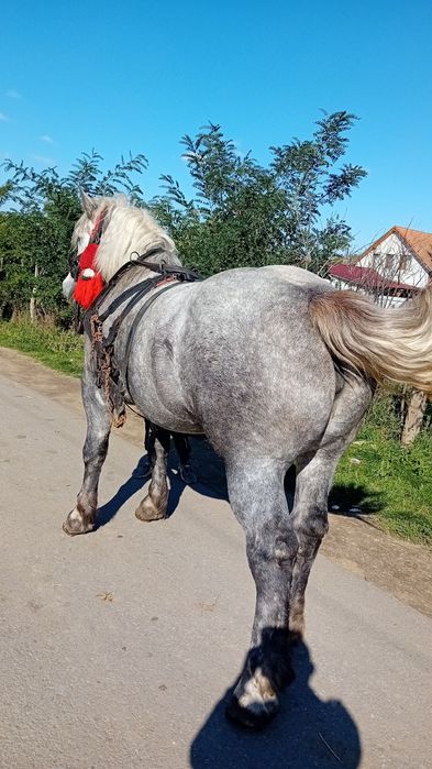 Devanzare iapa de 4ani