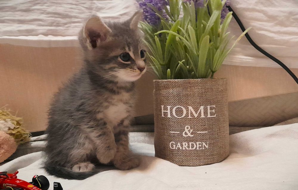 Подаряваме безплатно 4 котенца