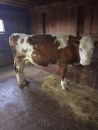Vând vaca baltată românească