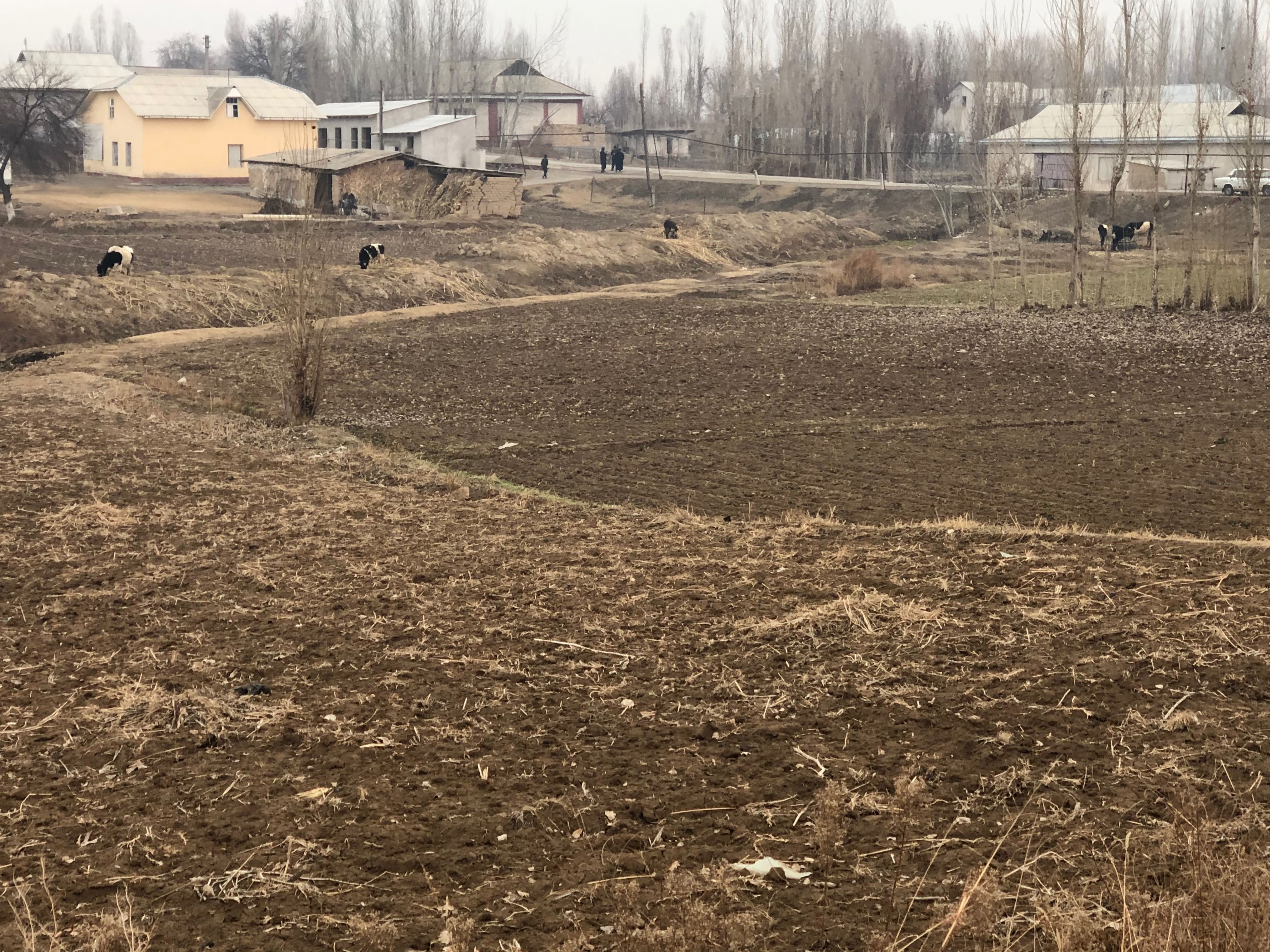 Чиноз Ер Пахта. Самарканд мах.