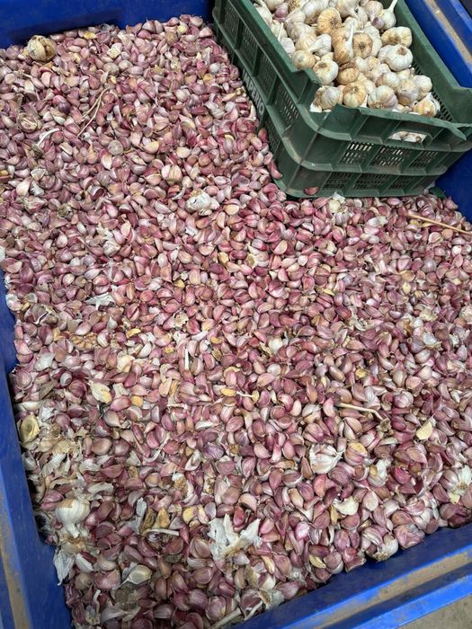 Oferta luna martie Usturoi si graunti pentru plantat