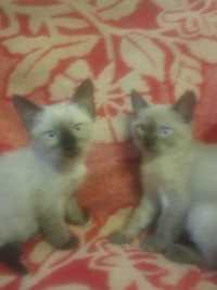 Дарю двух милых котят- сиамских красавиц хорошим людям