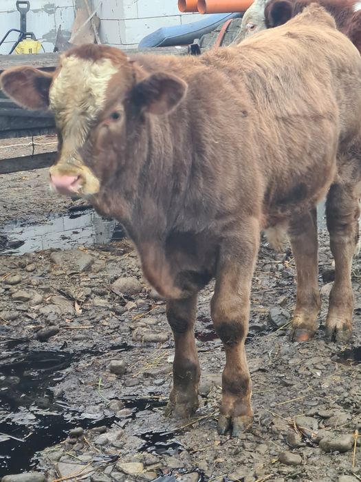 Se vinde 2 taurasi foarte frumoși grași 60 bucata 7..8 luni